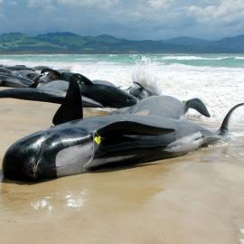 Drowning in Sound: Researching Overlooked Aquatic Noise Pollution